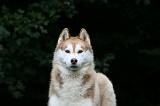 SIBERIAN HUSKY 970